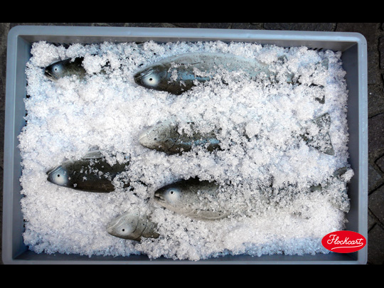 La perfezione di Fish Ice, il classico ghiaccio da pescheria 