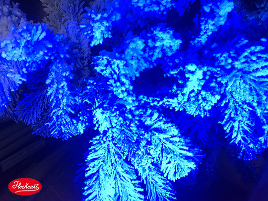 Sottoposta all'azione della lampada Wood, Biancaneve si accende di un intenso e bellissimo colore bianco azzurro 